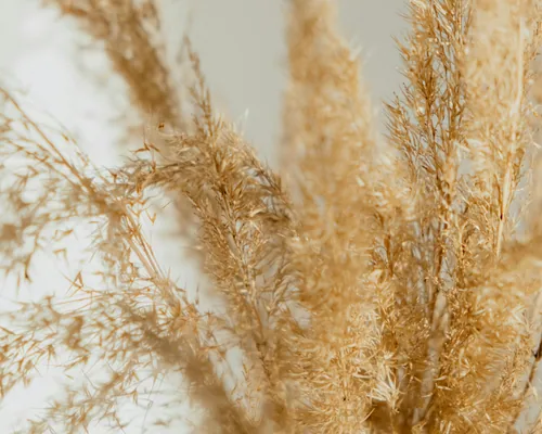 Close-up gouden pampas gras - hypnotherapie bij stress en burn-out klachten